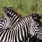 Zebras sichern