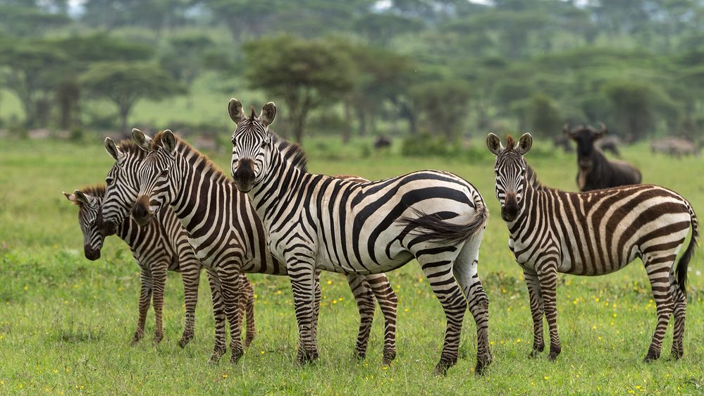 Zebras sind immer so fotogen