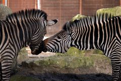 Zebras sind nicht gleich Zebras...