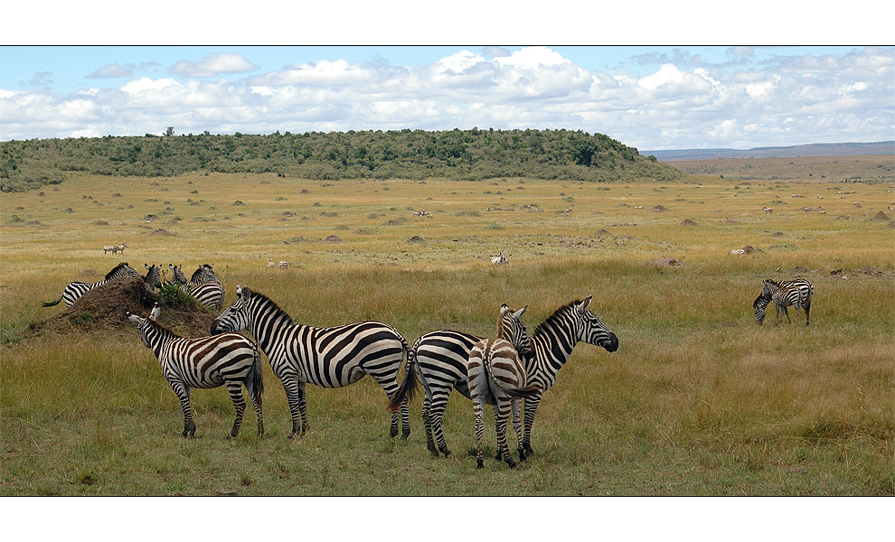 Zebras soweit das Auge reicht