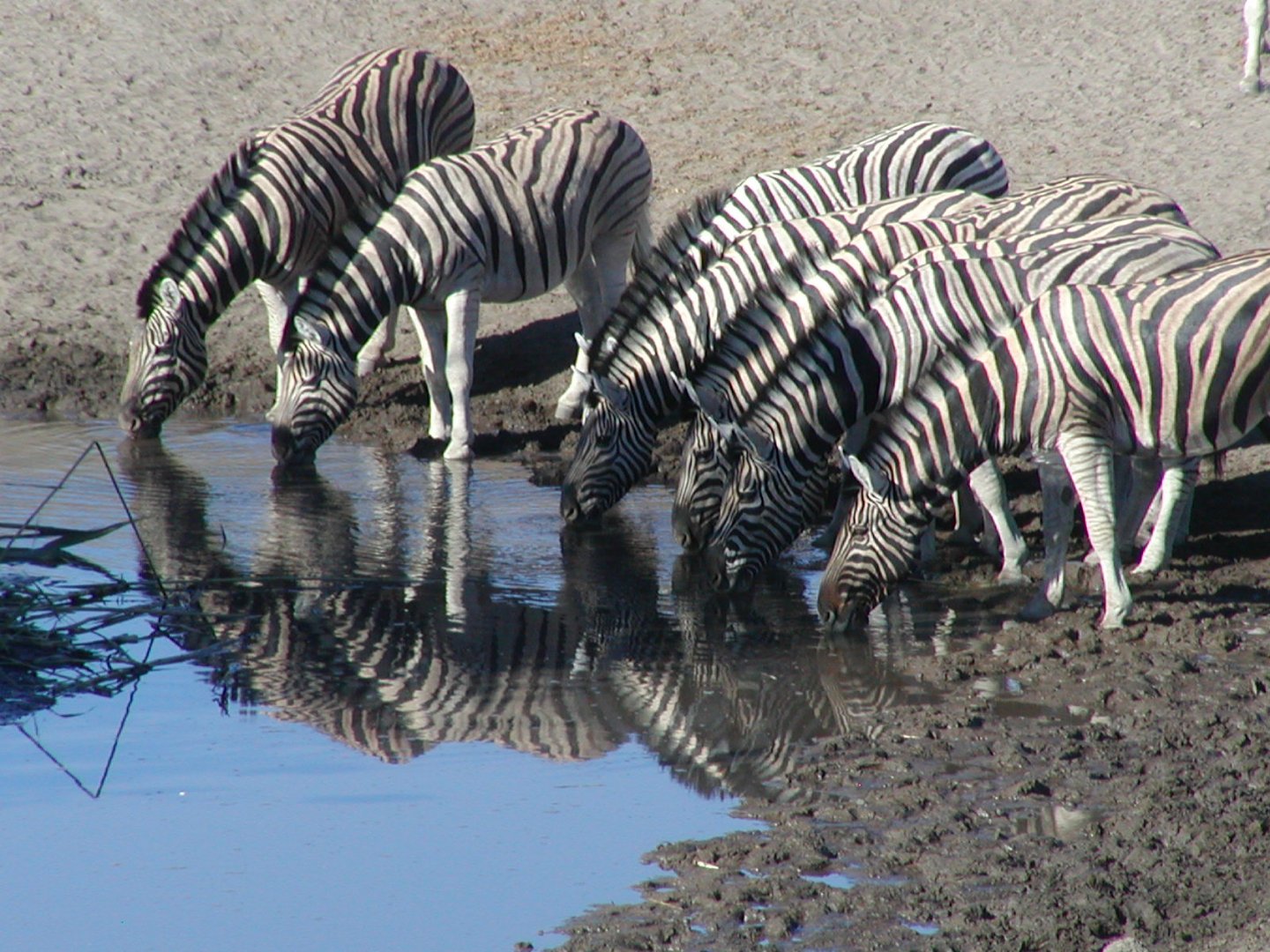 Zebras stillen ihren Durst