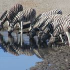 Zebras stillen ihren Durst