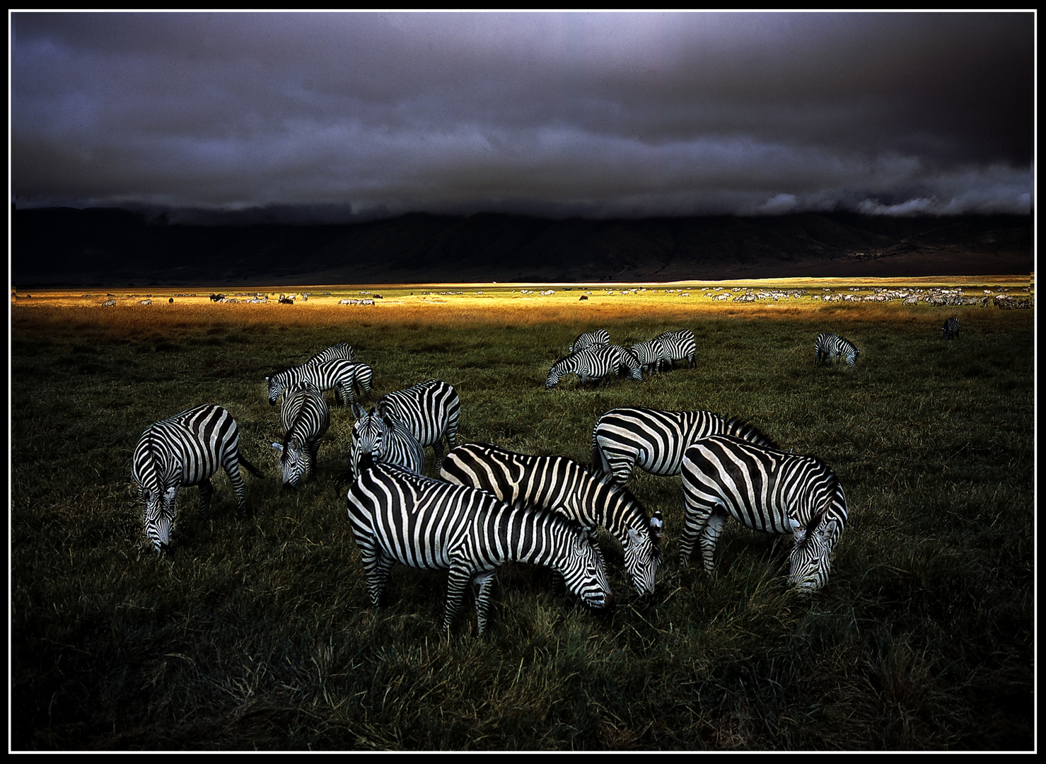 Zebras - Stimmung kurz vor einem Gewitter