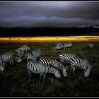 Zebras - Stimmung kurz vor einem Gewitter