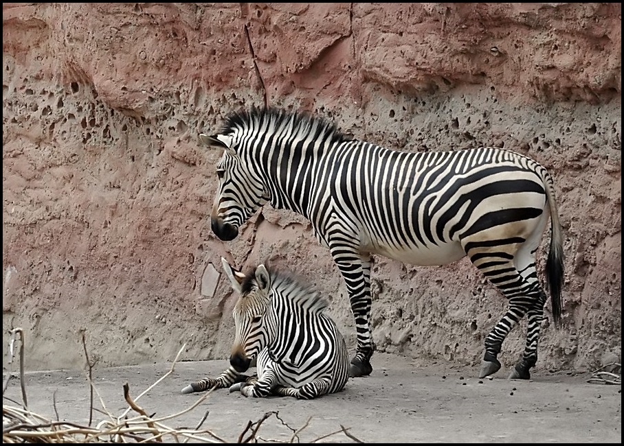 Zebra´s Streifen ...