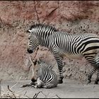 Zebra´s Streifen ...