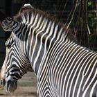 Zebras Streifen