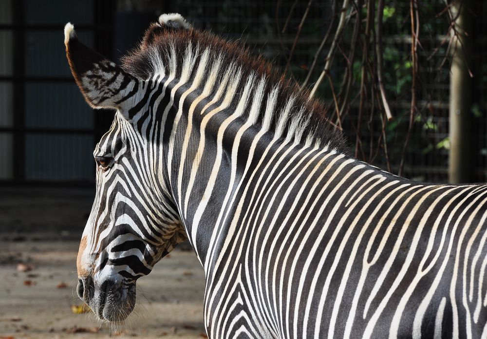 Zebras Streifen