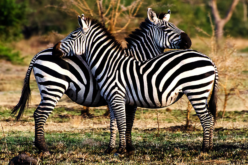 Zebras streifen