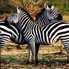 Zebras streifen