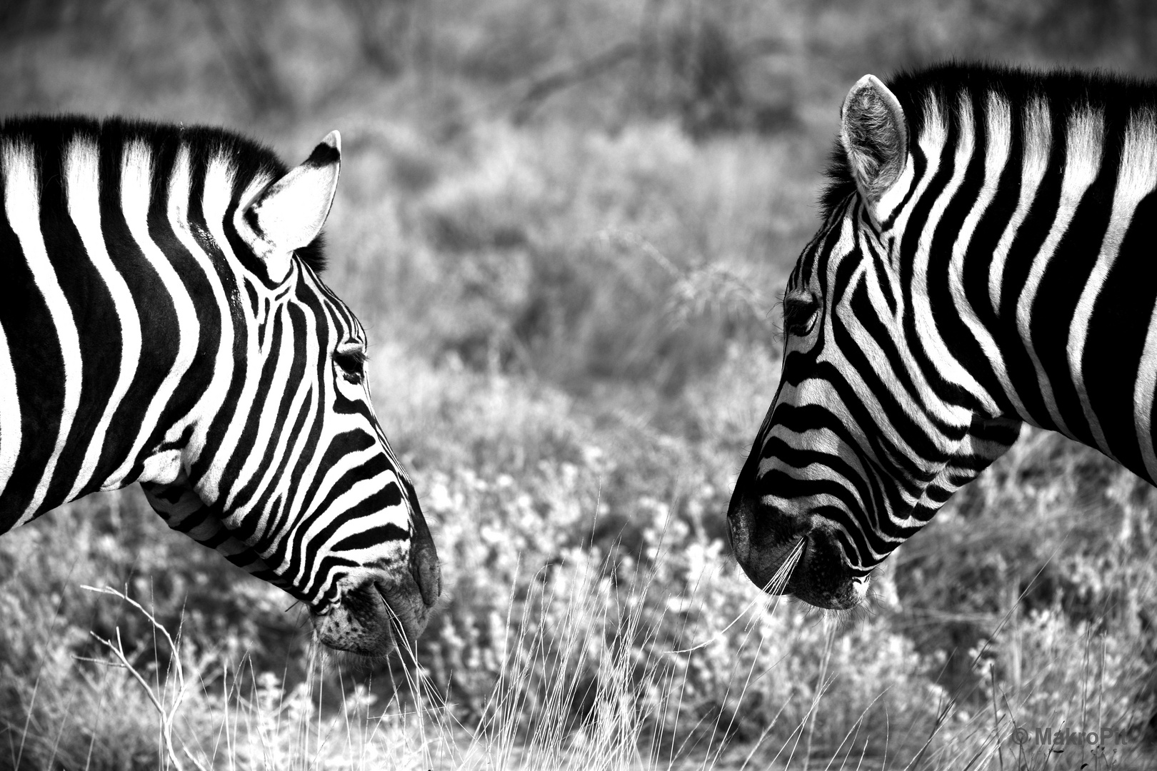 Zebras Streifen