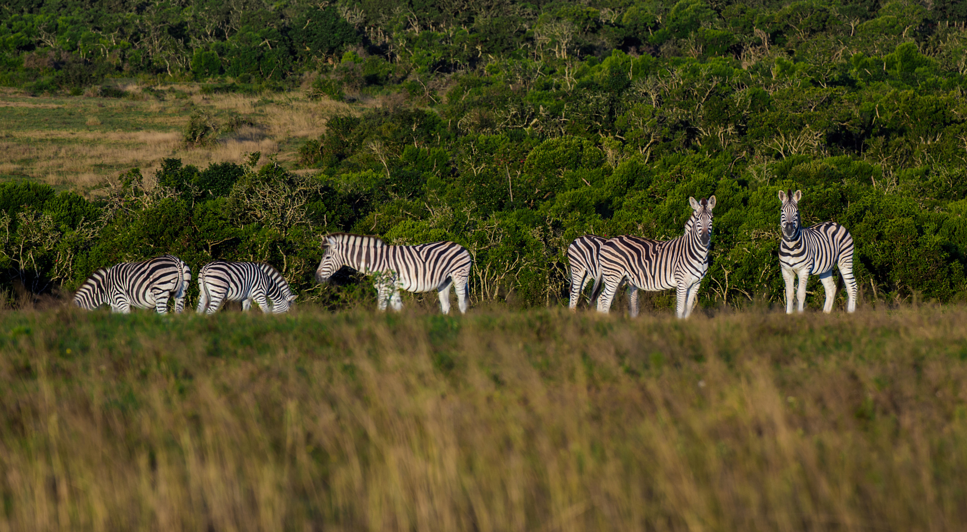 Zebras | Südafrika