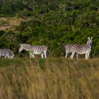 Zebras | Südafrika