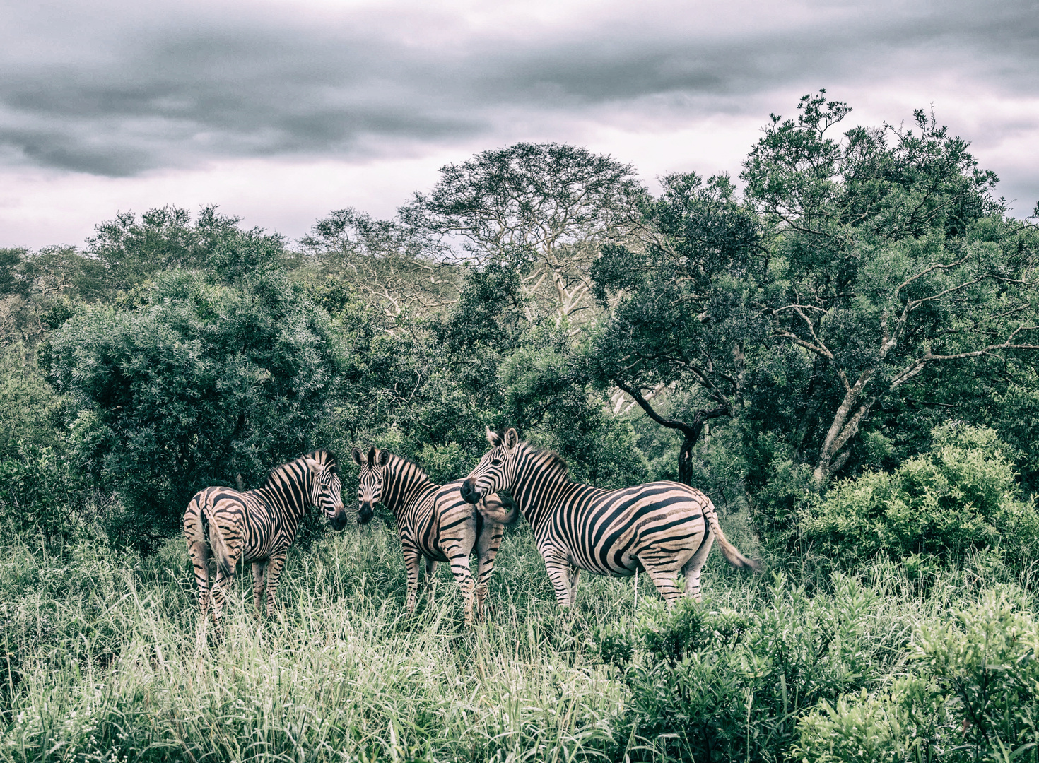 Zebras Südafrika