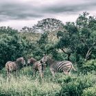 Zebras Südafrika