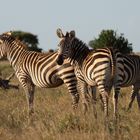 Zebra's Sundowner