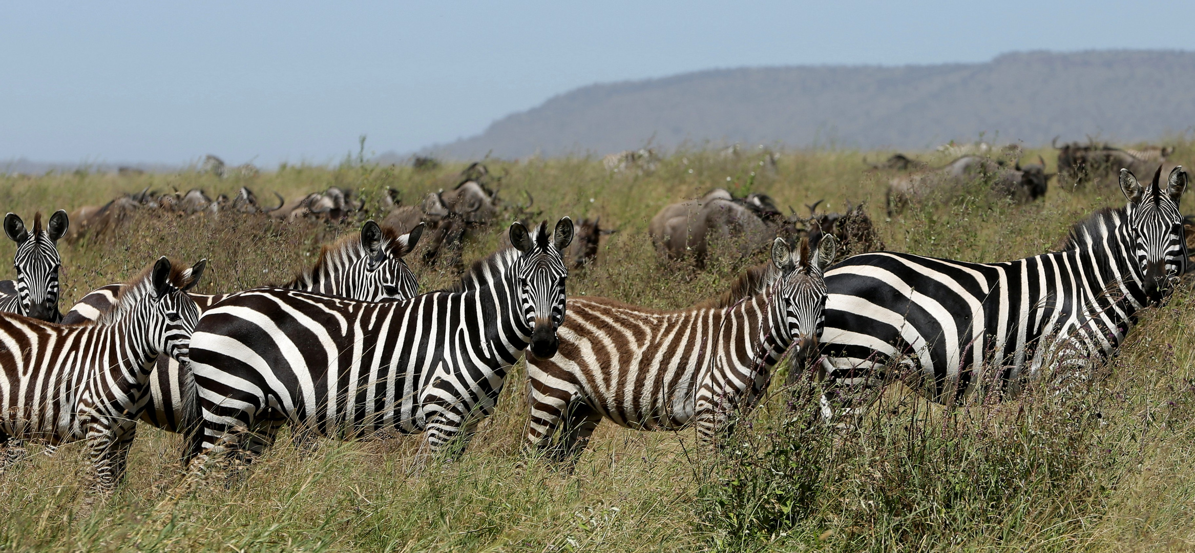 Zebras Tansania