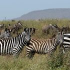 Zebras Tansania