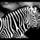 Zebras - Tierpark Hagenberg
