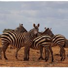Zebras Tsavo Ost