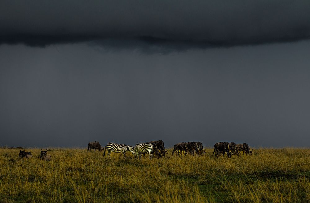 Zebras u. Gnus