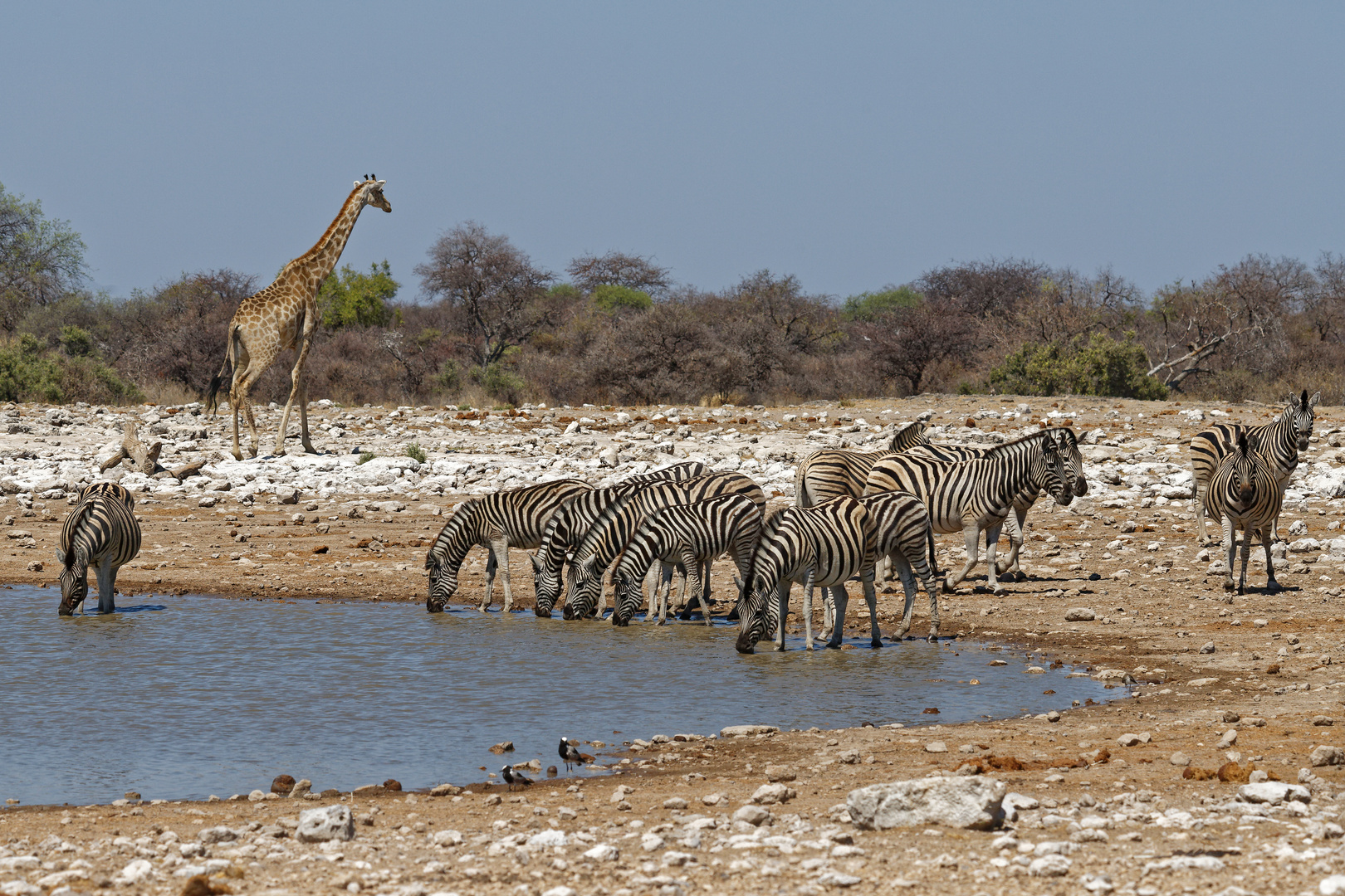 Zebras und Giraffe