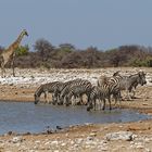 Zebras und Giraffe