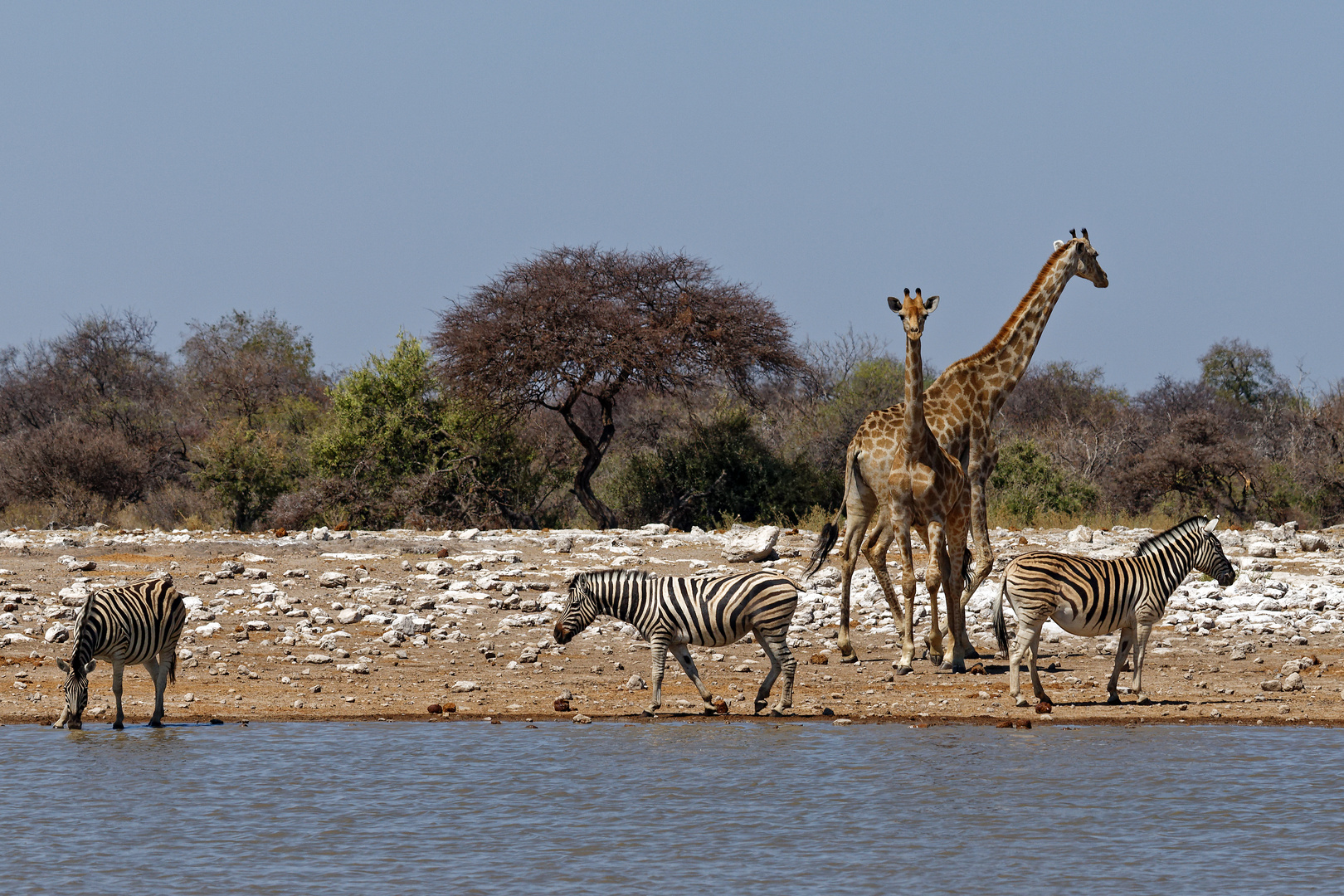 Zebras und Giraffen