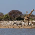 Zebras und Giraffen