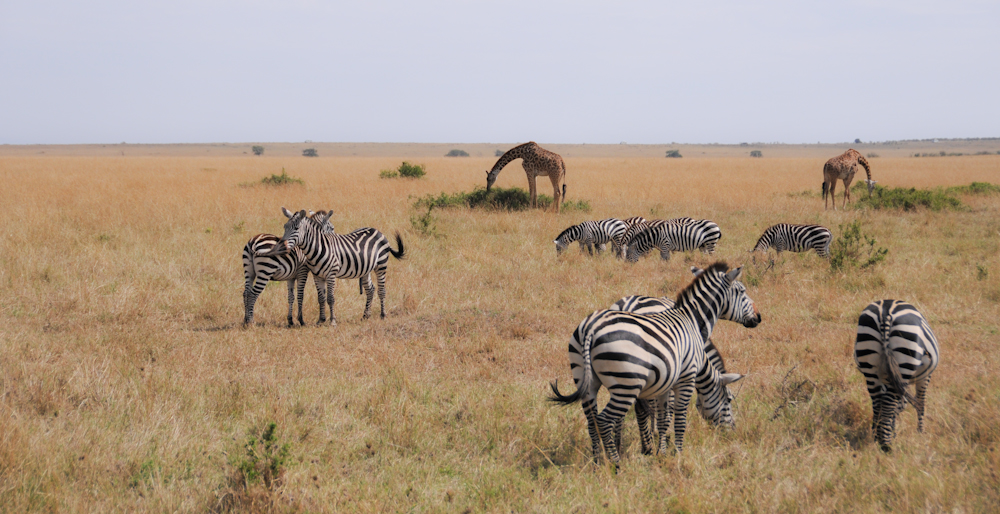 Zebras und Giraffen, Kenia