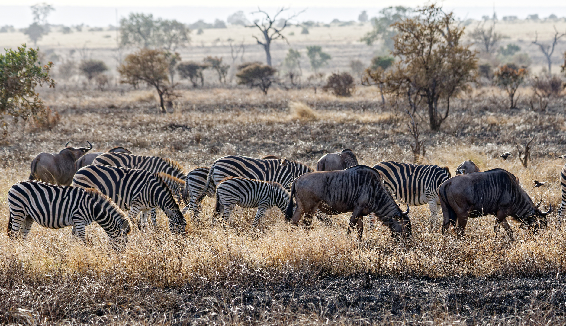 Zebras und Gnus