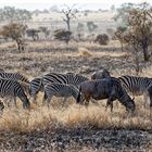 Zebras und Gnus