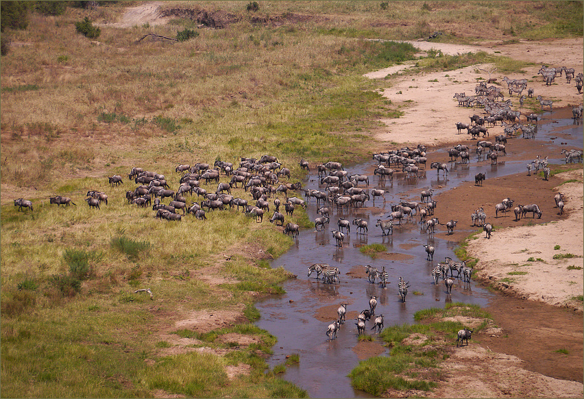 Zebras und Gnus...