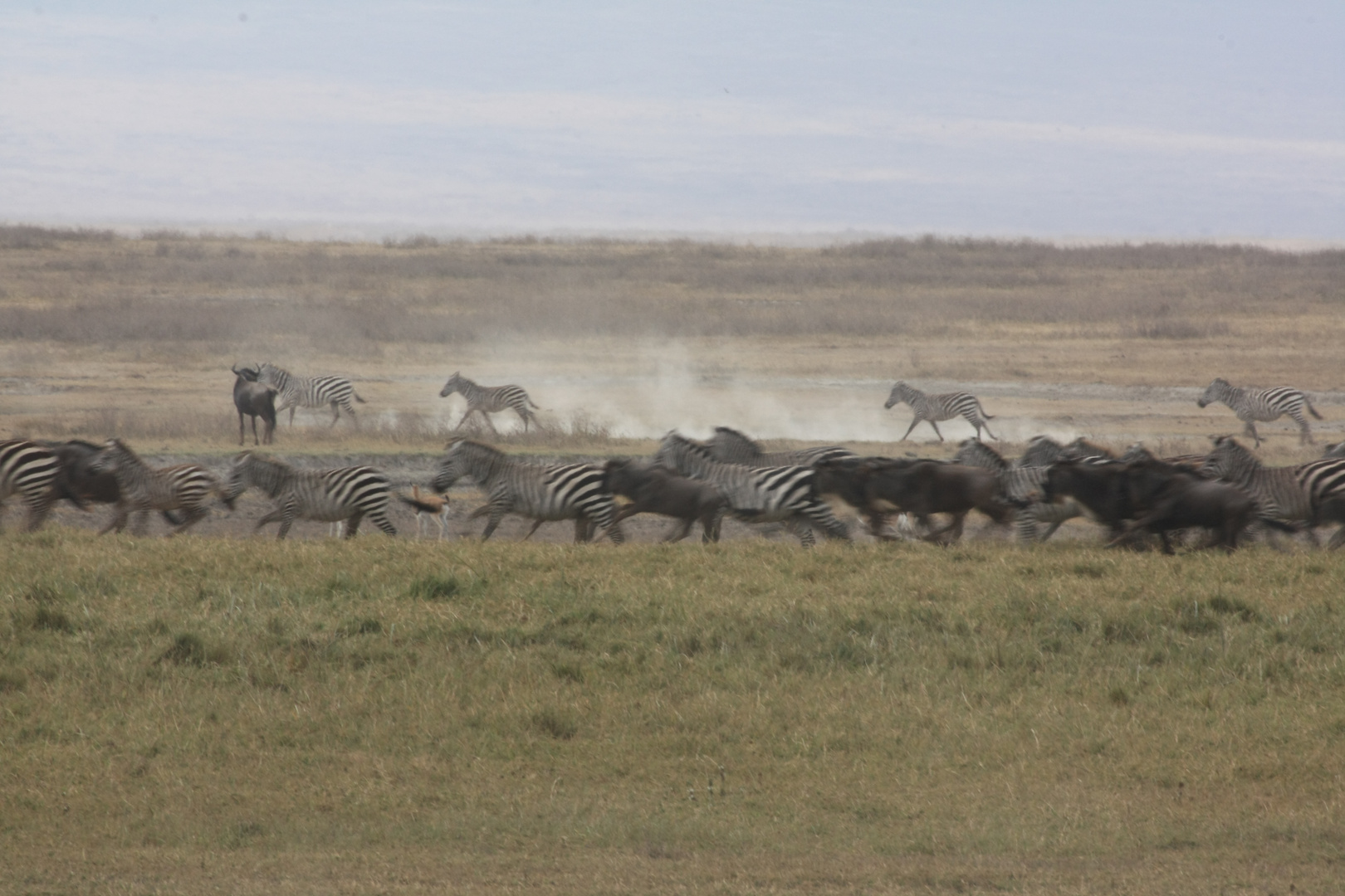 Zebras und Gnus auf der Flucht