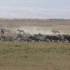 Zebras und Gnus auf der Flucht