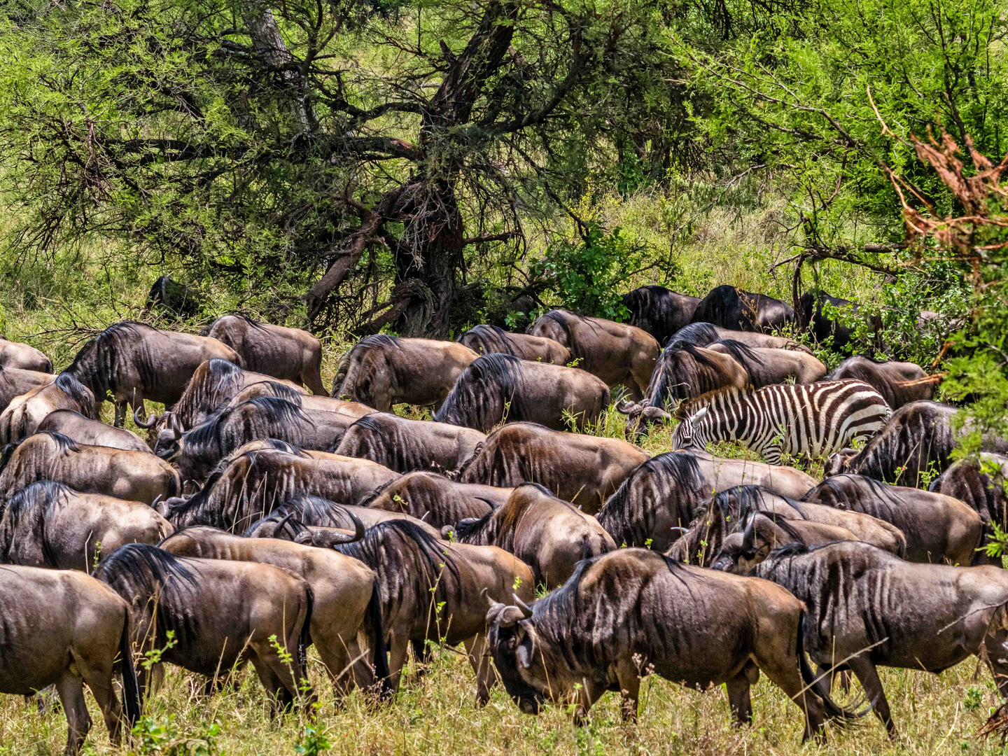 Zebras und Gnus beim Grasen