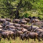 Zebras und Gnus beim Grasen