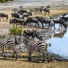 Zebras und Gnus beim Saufen