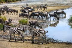 Zebras und Gnus beim Saufen