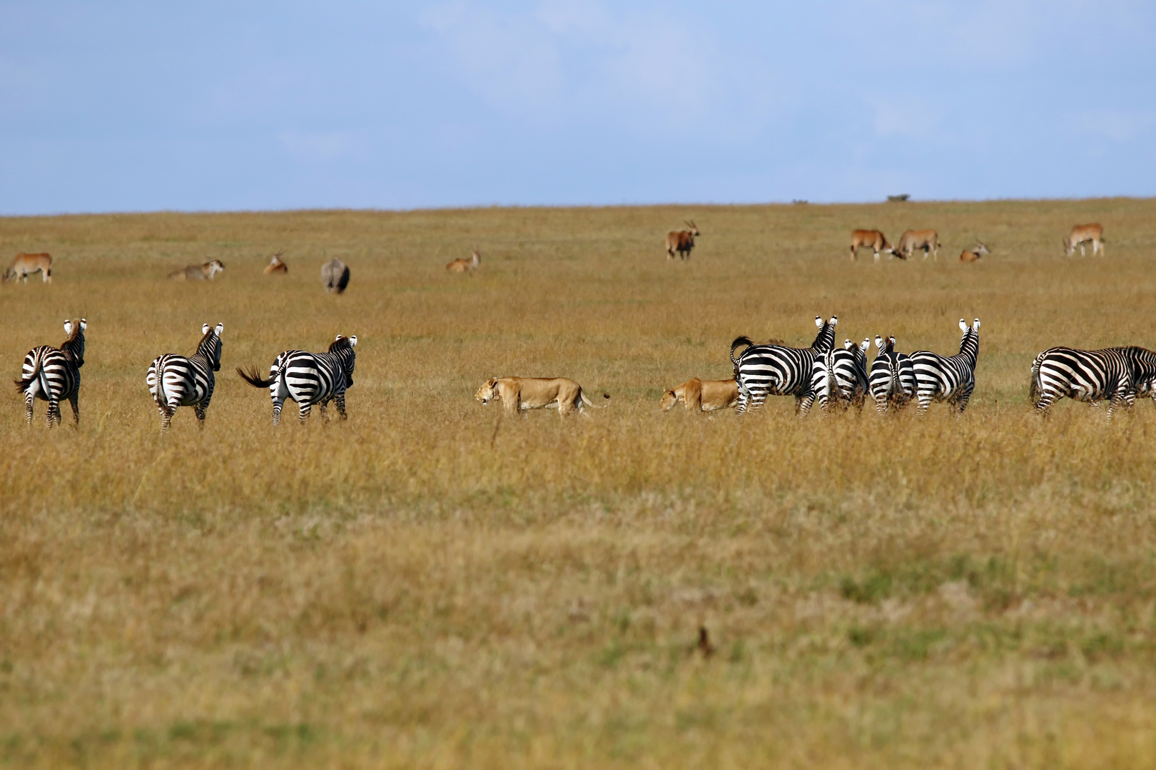 Zebras und Löwen + Filmchen