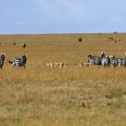 Zebras und Löwen + Filmchen