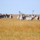 Zebras und Löwen + Filmchen Nr.2