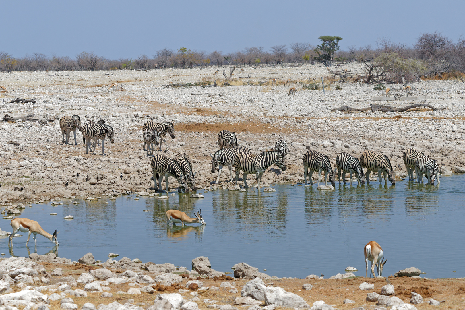 Zebras und Springböcke_1