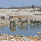 Zebras und Springböcke_1