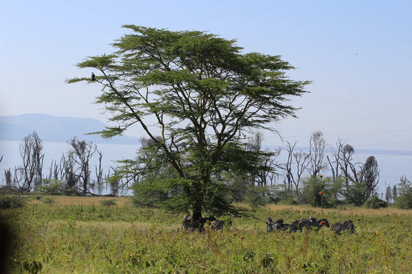 Zebras unter einer Akazie im Lake Nakuru National Park, Kenia