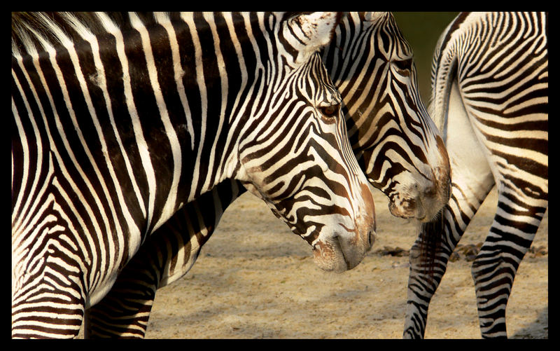 Zebras unter sich