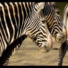 Zebras unter sich