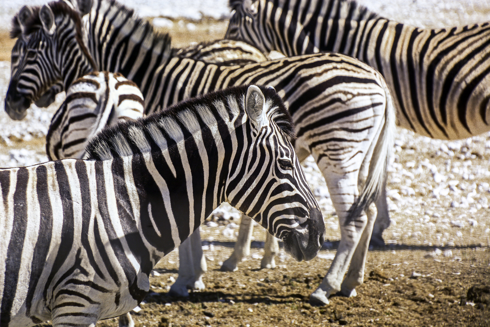 Zebras unter sich