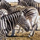 Zebras unter sich