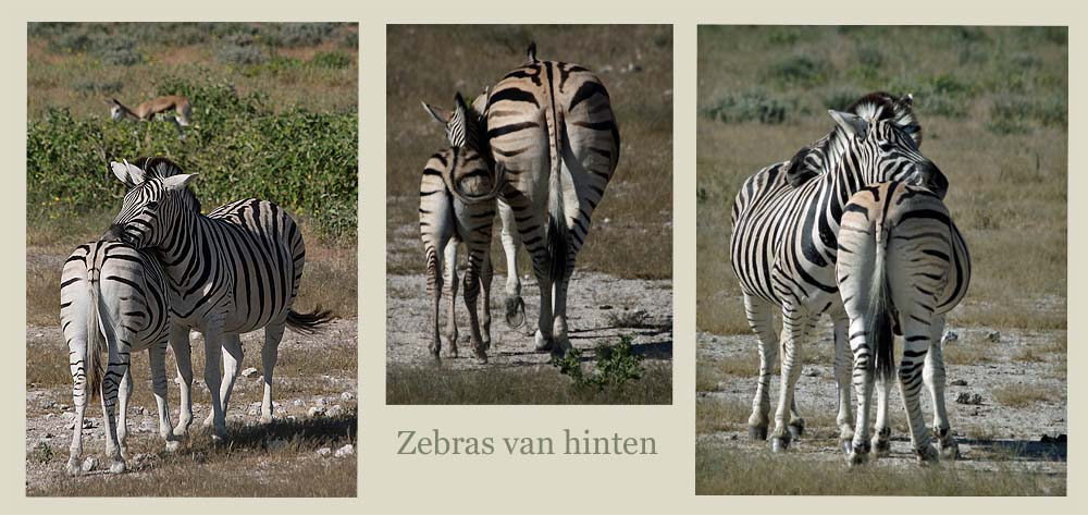 Zebras - van hinten